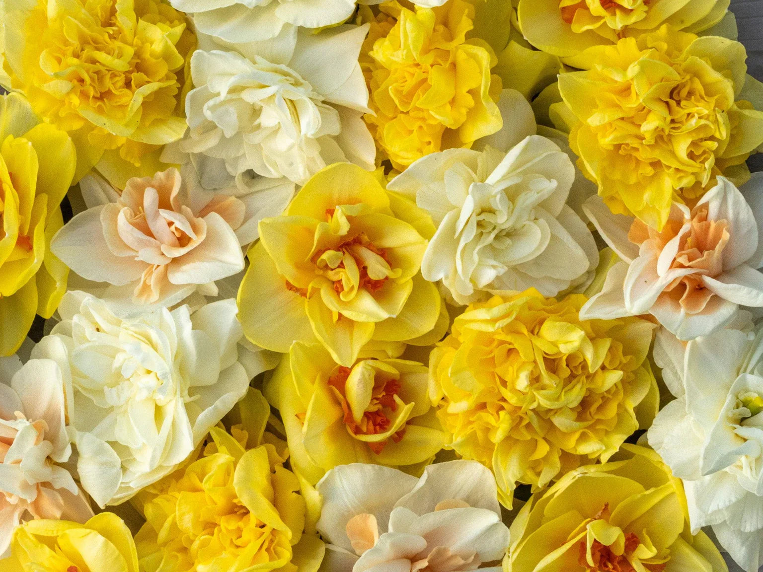 Narcisser (Påsklilja & Pingstlilja)